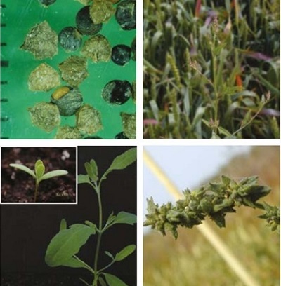 Common orache at four growth stages